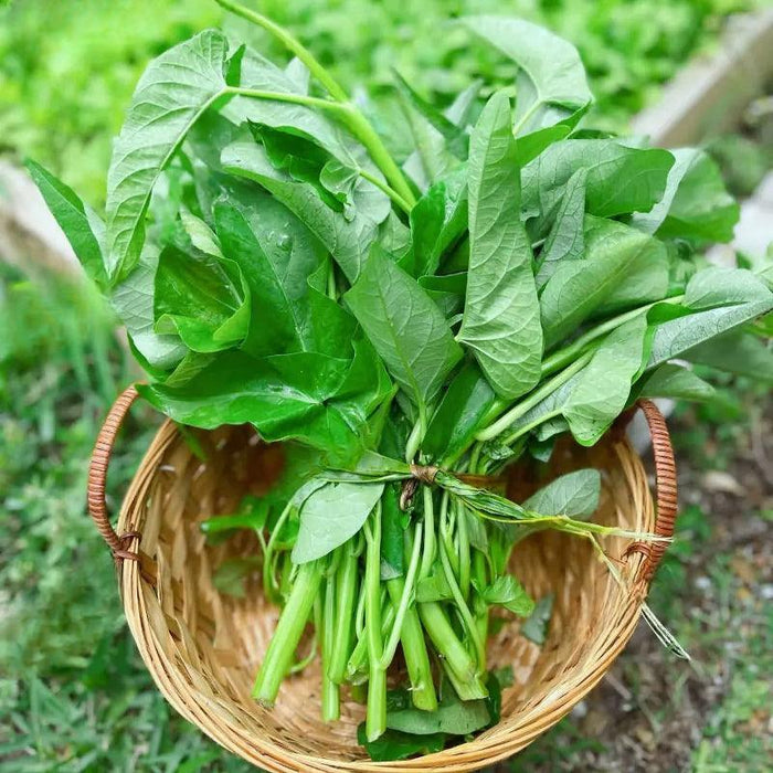 Triple Stem Water Spinach Seeds