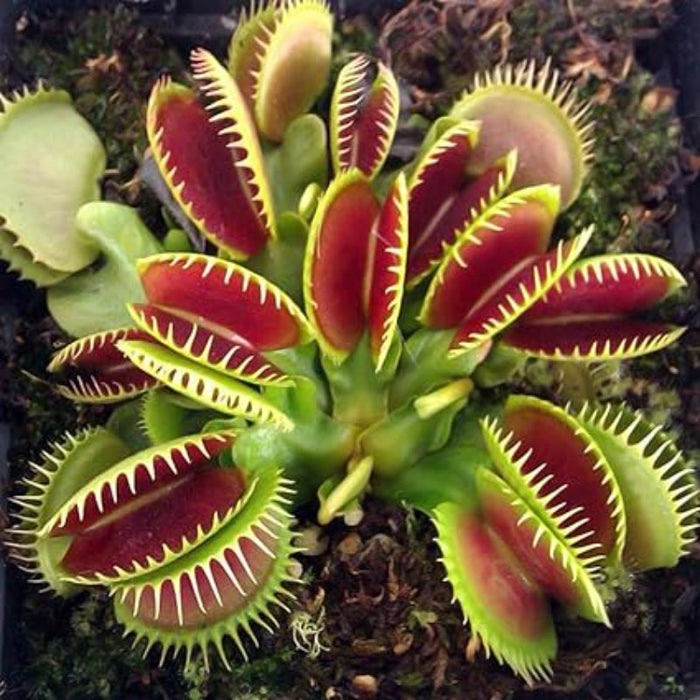 Venus Flytrap Seeds - Exotic Carnivorous Plant for Indoor