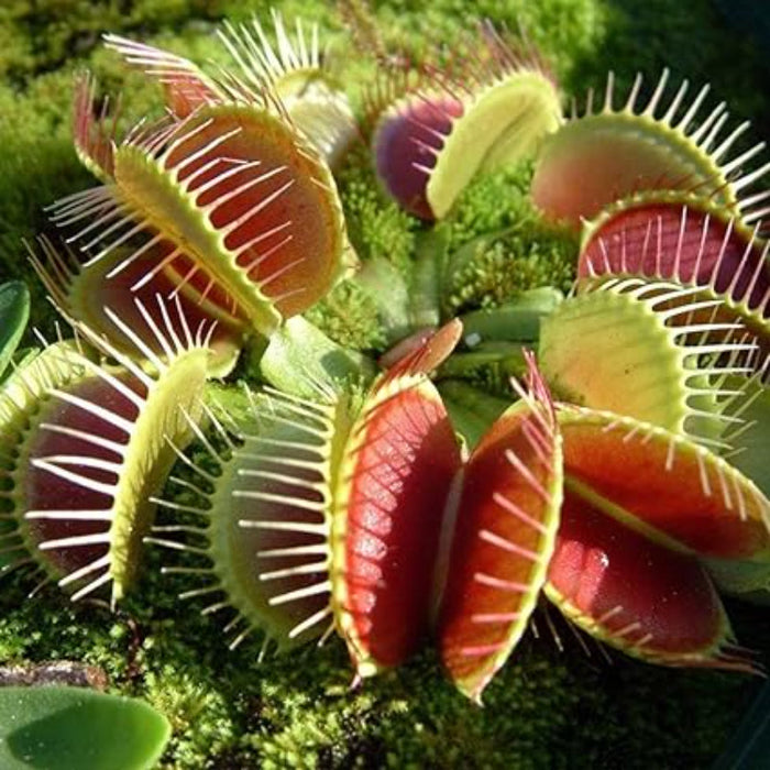 Venus Flytrap Seeds - Exotic Carnivorous Plant for Indoor