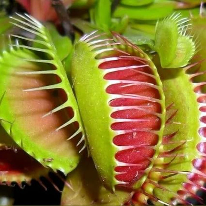 Venus Flytrap Seeds - Exotic Carnivorous Plant for Indoor