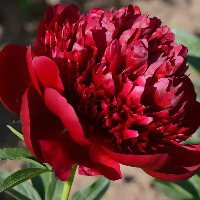 Garden Peony Flower Seeds