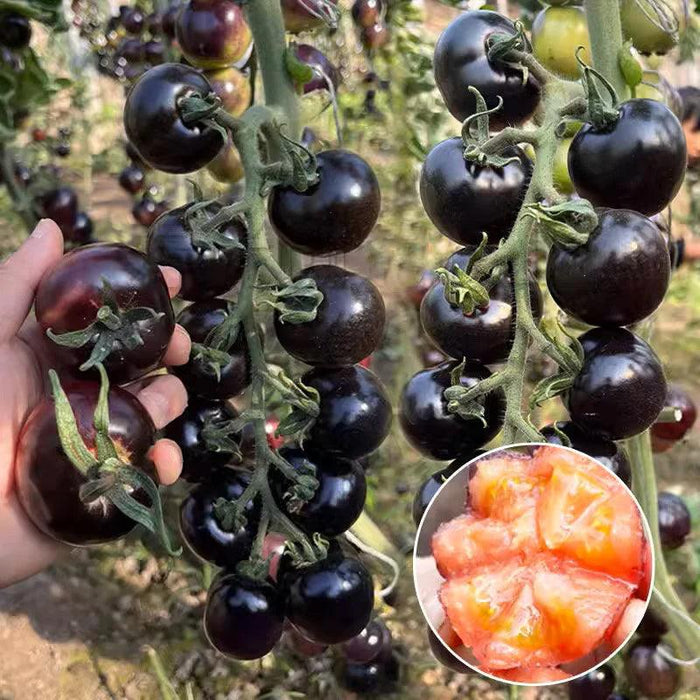 Organic Black Tomatoes – Unique Heirloom Variety For Home Gardens