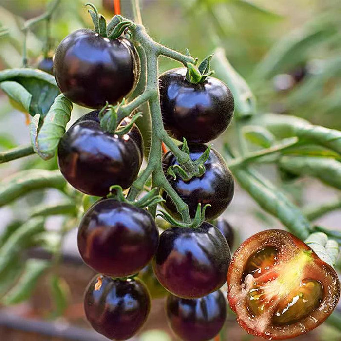 Organic Black Tomatoes – Unique Heirloom Variety For Home Gardens