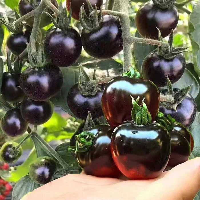 Organic Black Tomatoes – Unique Heirloom Variety For Home Gardens