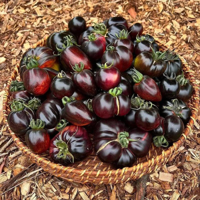 Organic Black Tomatoes – Unique Heirloom Variety For Home Gardens