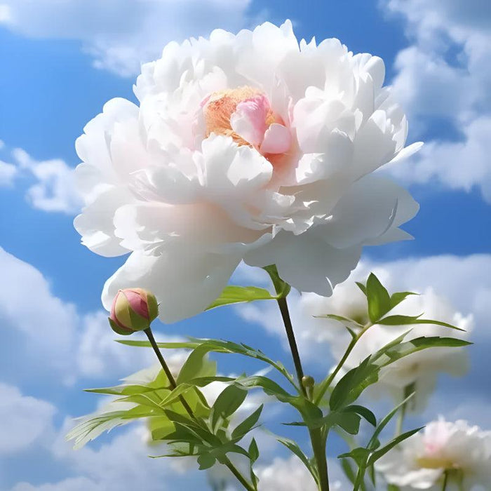 Garden Peony Flower Seeds