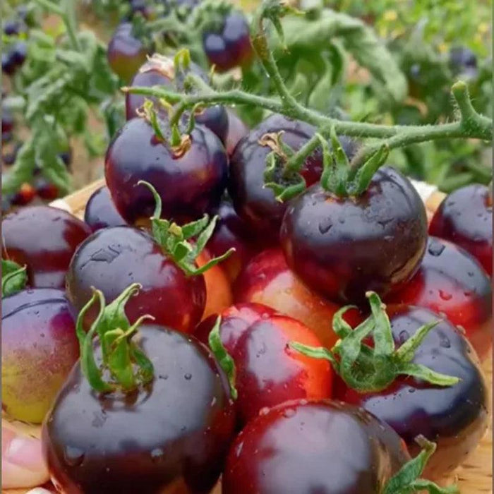 Organic Black Tomatoes – Unique Heirloom Variety For Home Gardens