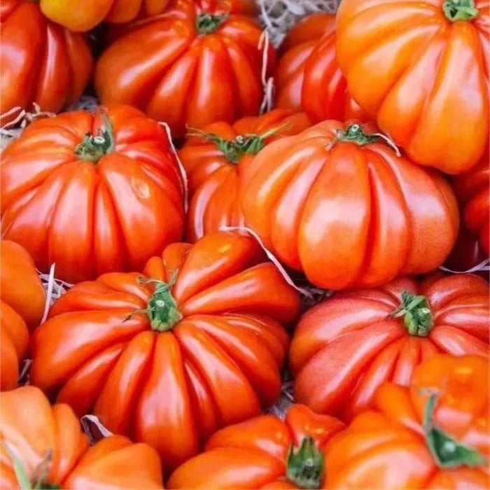 Heirloom Giant Tomato Seeds – Grow Large And Flavorful Tomatoes