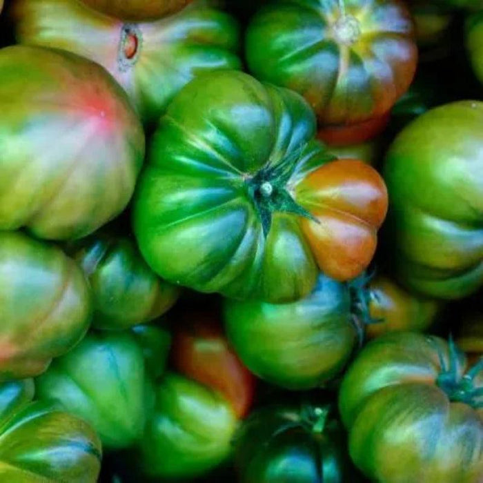 Heirloom Giant Tomato Seeds – Grow Large And Flavorful Tomatoes