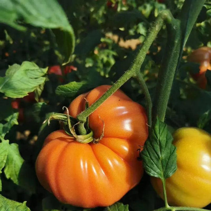 Heirloom Giant Tomato Seeds – Grow Large And Flavorful Tomatoes