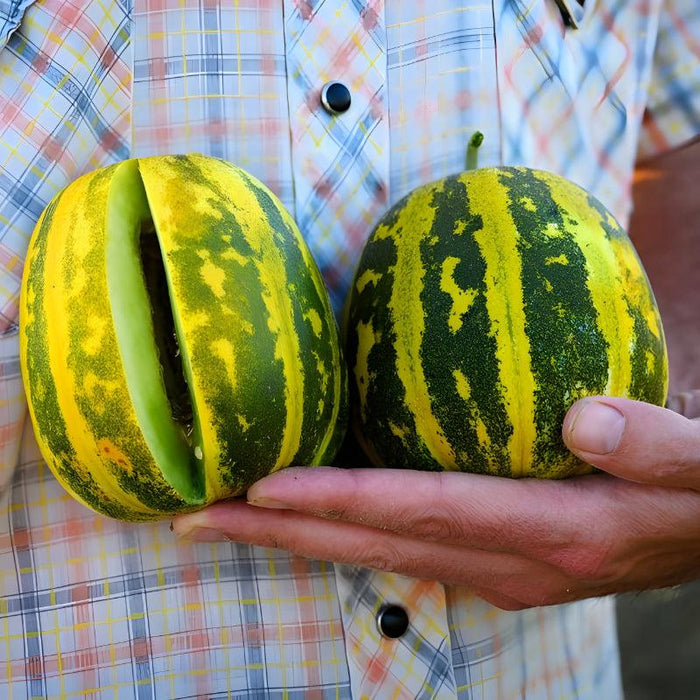 Japanese Tiger Melon Seeds - Sweet Striped And Unique Melons