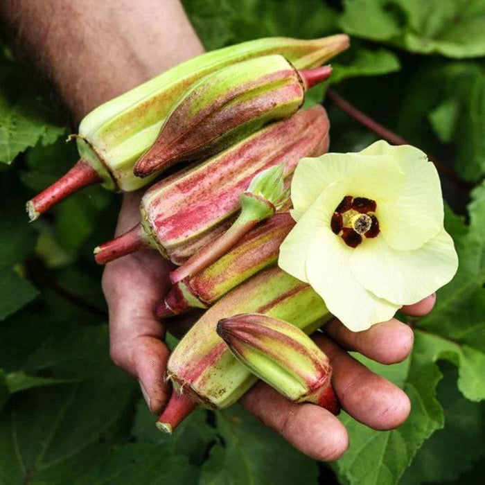 Alabama Heirloom Okra – Non-GMO, Heat-Tolerant And Easy To Grow