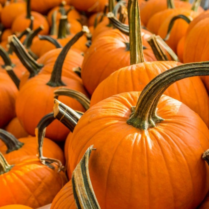 Jack O Lantern Organic Pumpkins - Perfect For Homemade Recipes