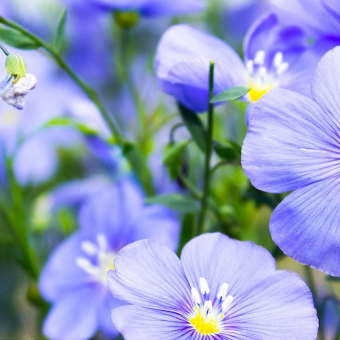 Blue Flax Wildflower Heirloom Seeds - Prairie Flowers, Lewis Flower, Perennial Wildflower, Open Pollinated