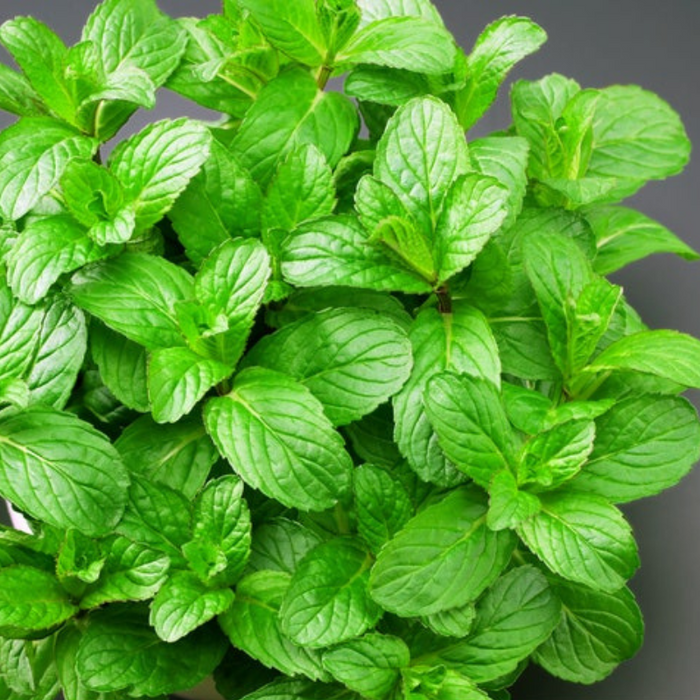 Spearmint Herb Seeds - Heirloom, Culinary And Medicinal Herb