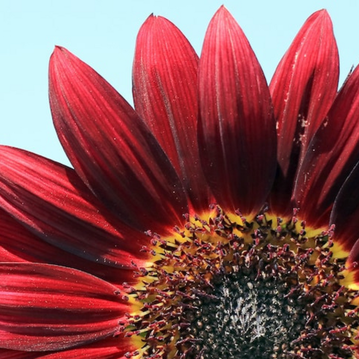 Velvet Queen Sunflower Heirloom Seeds, Flower Seeds