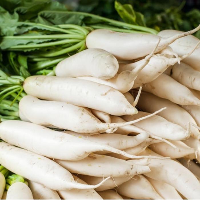 Minowase Daikon Radish Heirloom Seeds - Root Vegetables, Fall Garden, Microgreens, Sprouting Seeds, Non-GMO
