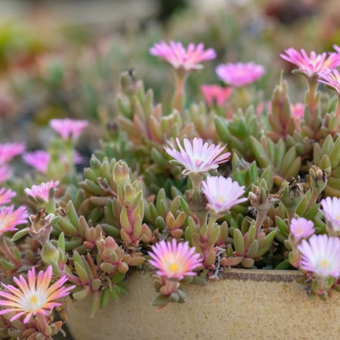 Ice Plant Mix Flower Seeds - Heirloom Seeds, Ground Cover Seeds, Daisy Seeds, Succulent, Mixed Blooms, Open Pollinated, Non-GMO