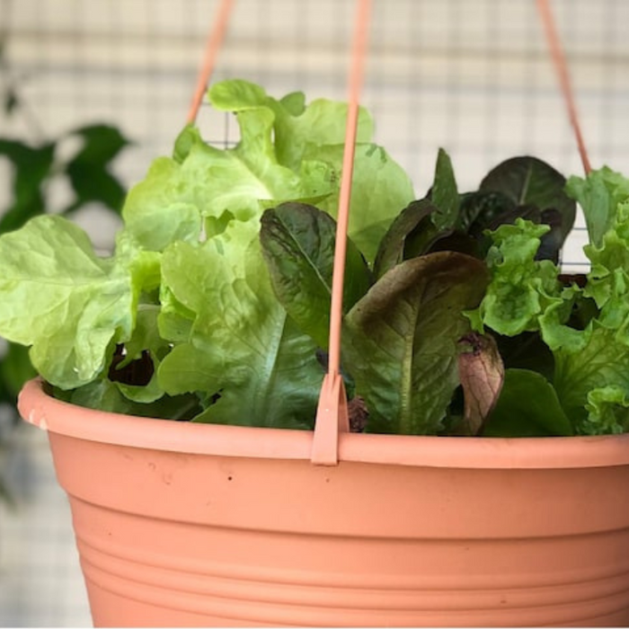 Butterhead Lettuce Seeds Heirloom Seeds, Miniature Butterhead Lettuce, Container Garden, Single Size, Open Pollinated, Non GMO