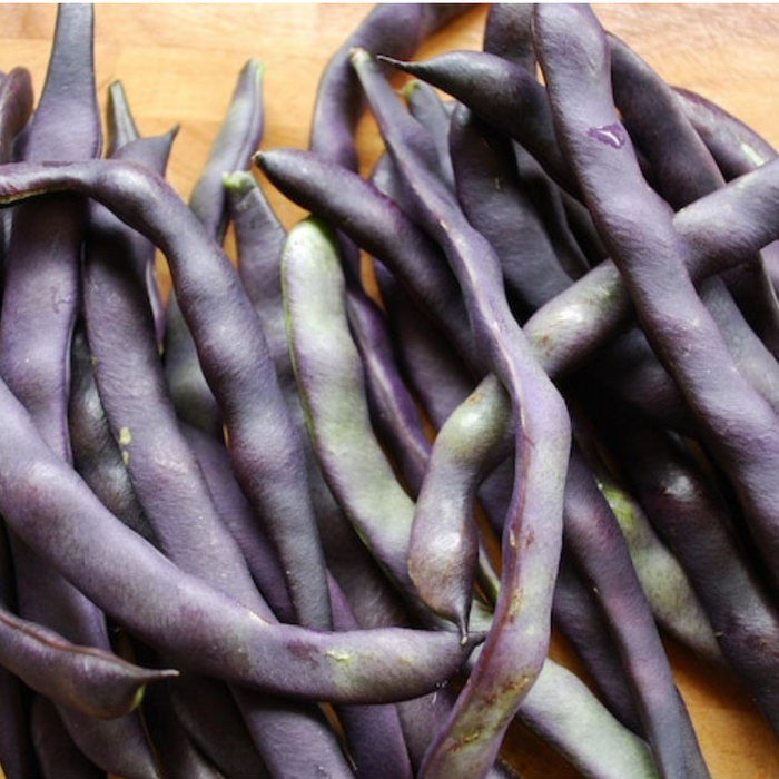 Royal Burgundy Bush Bean Heirloom Seeds