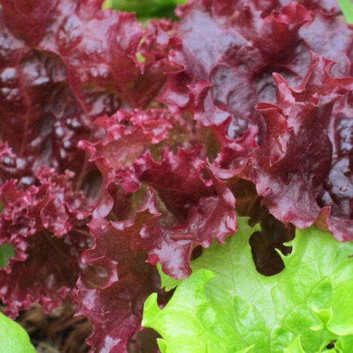 Heirloom Leaf Lettuce Mix Heirloom Seeds - Black-Seeded Simpson, Lollo Rossa, Red Romaine, Oak Leaf, Parris Island, Non GMO