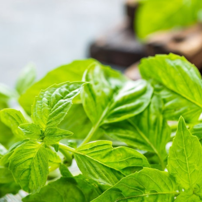 Cinnamon Basil Heirloom Herb Seeds - Culinary Herb, Non-GMO, Open Pollinated