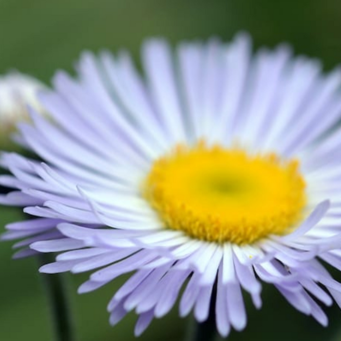 Fleabane Daisy Flower Seeds - Dainty Daisy, Aspen Daisy, Showy