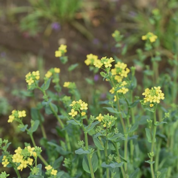 Komatsuna Tendergreen Mustard Seeds - Heirloom, Mustard Greens, Non-GMO, Seed Packets, Open Pollinated