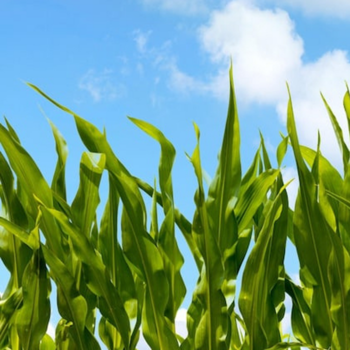 White Dent Corn Heirloom Seeds - Non GMO, Open Pollinated