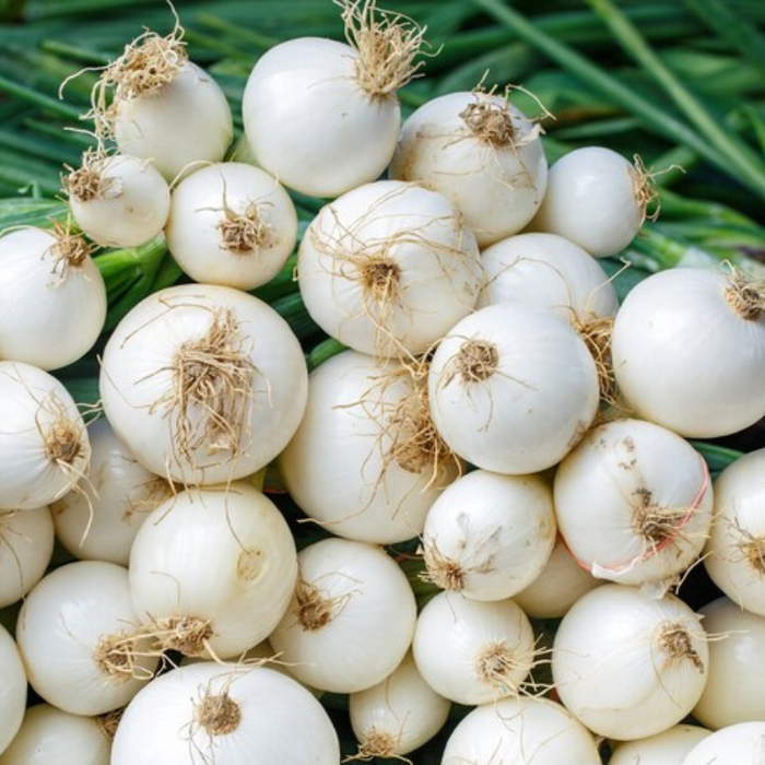 White Sweet Onion Heirloom Seeds - Root Vegetables, Non-GMO