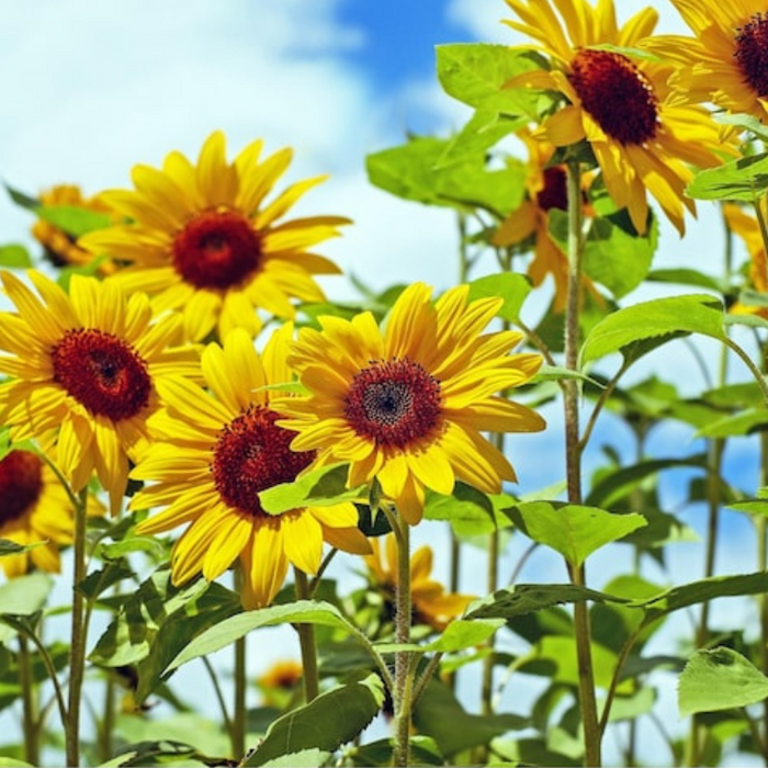 Black Oil Sunflower Heirloom Seeds, Flower Seeds