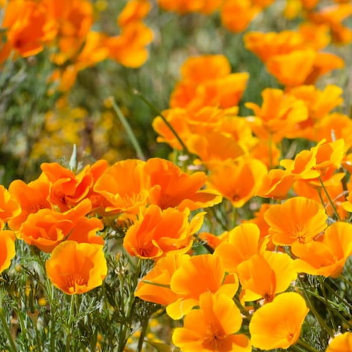 Orange Poppy Heirloom Seeds - Flower Seeds, Cool Weather Seeds, Flowers, Cool Season Flowers, Annual, California
