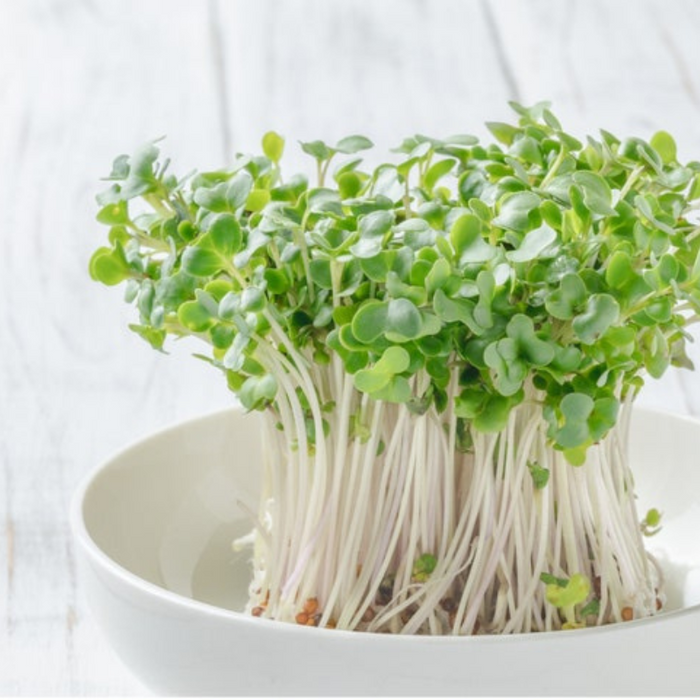 Curled Mustard Heirloom Seeds - Fresh Greens, Mixed Salad, Cold Tolerant, Open Pollinated, Non-GMO