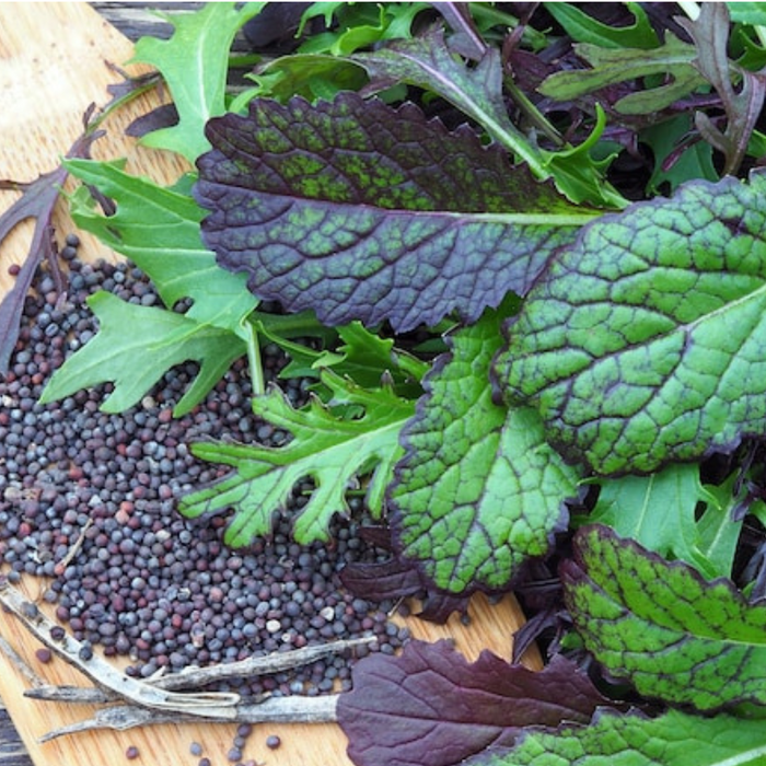 Purple Osaka Mustard Greens Heirloom Seeds - Microgreens, Fresh Salad Mix, Seed Packets, Open Pollinated, Non-GMO