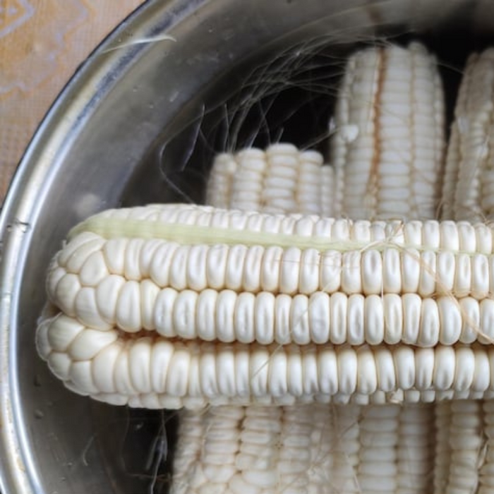 White Dent Corn Heirloom Seeds - Non GMO, Open Pollinated