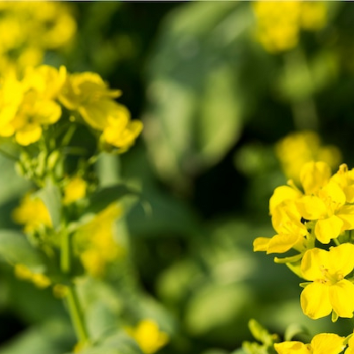 Bekana Mustard Greens Heirloom Seeds Yellow Flowers, Microgreens, Seed Packets, Open Pollinated, Non-GMO