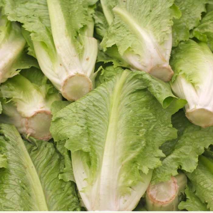 Parris Island Romaine Lettuce Heirloom Seeds