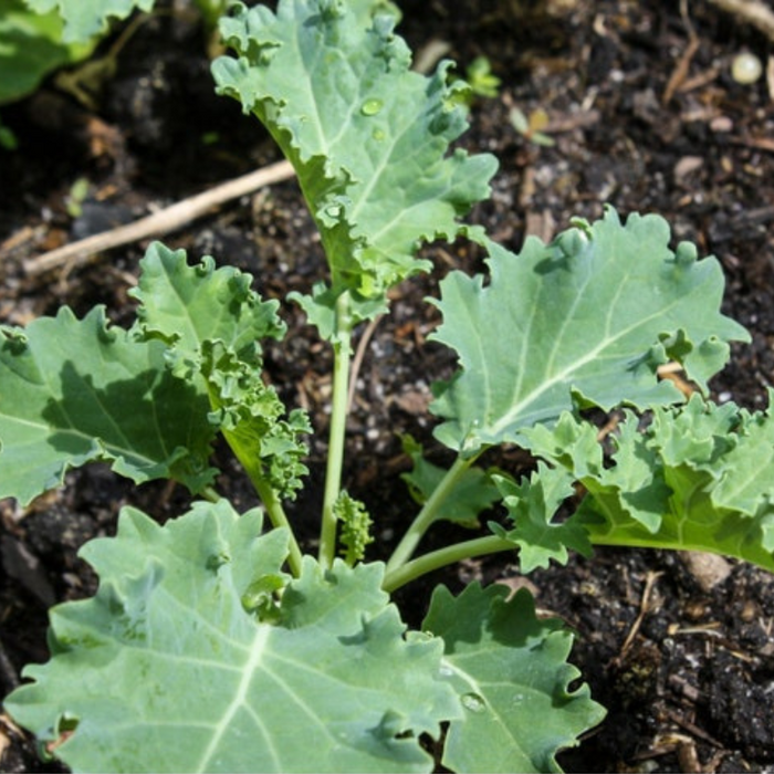 Dwarf Siberian Kale Heirloom Seeds