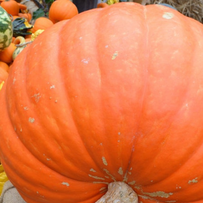 Big Max Pumpkin Seeds - Heirloom Seeds, Jack-O-Lantern Pumpkin Seeds, Canning Pumpkin, Pie Pumpkin, Open Pollinated, Non-GMO
