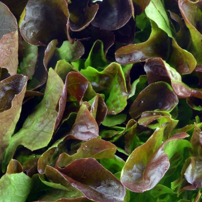 Bronze Mignonette Butterhead Lettuce Heirloom Seeds - Open Pollinated, Non GMO, Heirloom Seeds, Lettuce Seeds, Vegetable seeds