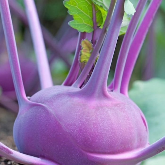 Early Purple Vienna Kohlrabi Heirloom Seeds