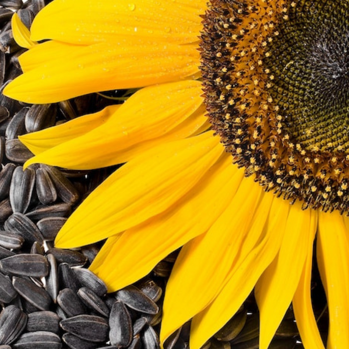 Black Oil Sunflower Heirloom Seeds, Flower Seeds