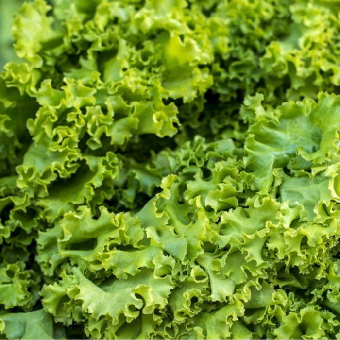 Curled Mustard Heirloom Seeds - Fresh Greens, Mixed Salad, Cold Tolerant, Open Pollinated, Non-GMO