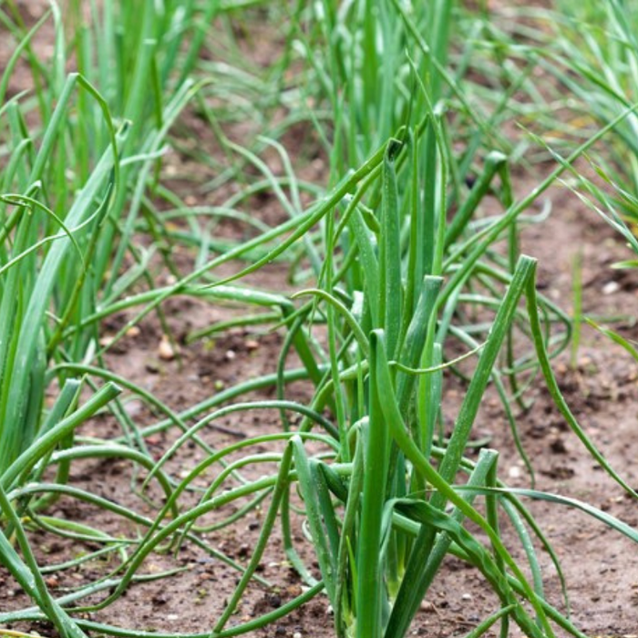 White Sweet Onion Heirloom Seeds - Root Vegetables, Non-GMO