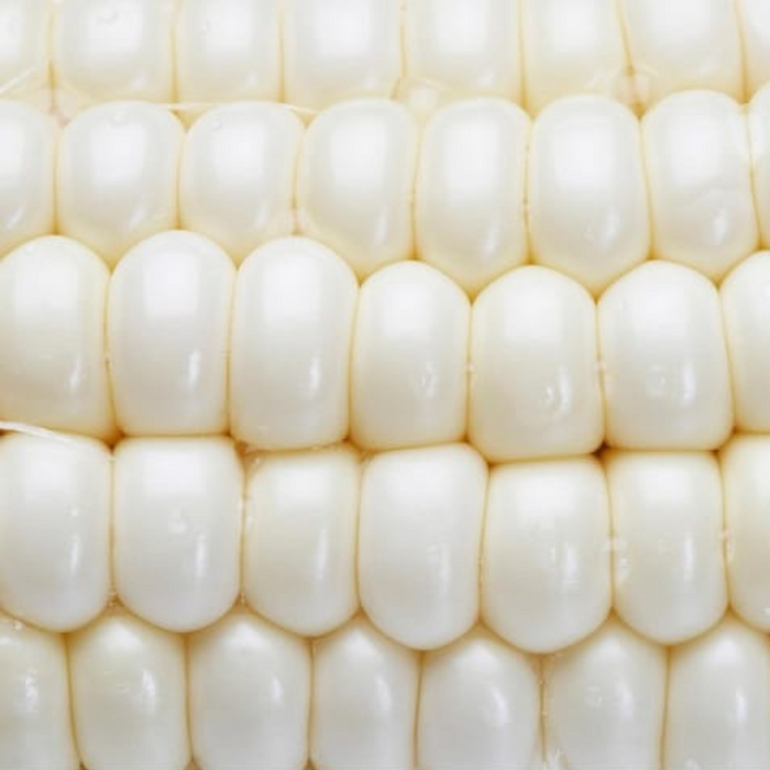White Dent Corn Heirloom Seeds - Non GMO, Open Pollinated