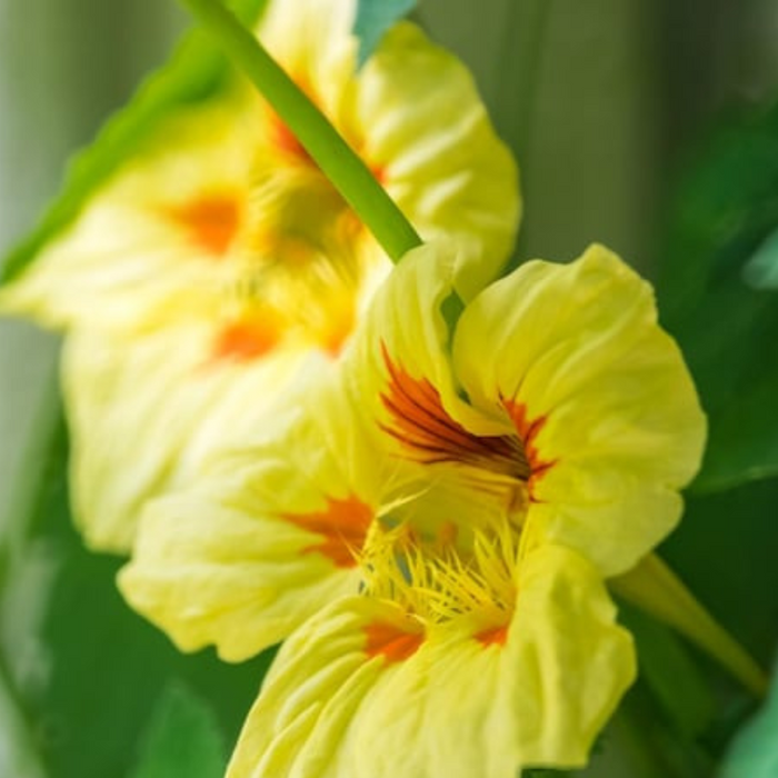 Nasturtium Peach Melba Dwarf Heirloom Flower Seeds