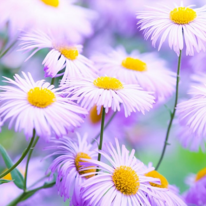 Fleabane Daisy Flower Seeds - Dainty Daisy, Aspen Daisy, Showy Daisy, Heirloom Seeds, Cut Flowers, Craft Flowers, Cottage Garden, Non-GMO