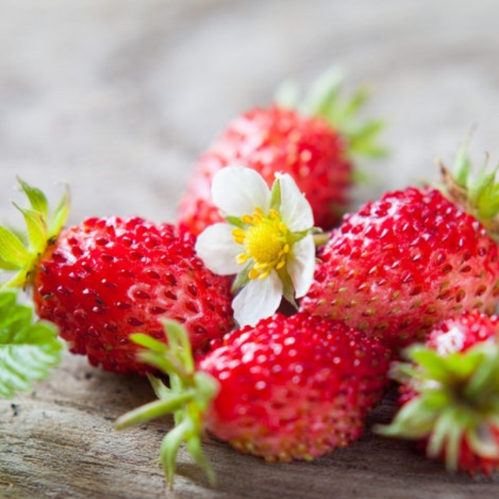 Wild Strawberry Seeds - Heirloom Seeds, Alpine Strawberry, Woodland Strawberry, Open Pollinated, Non-GMO