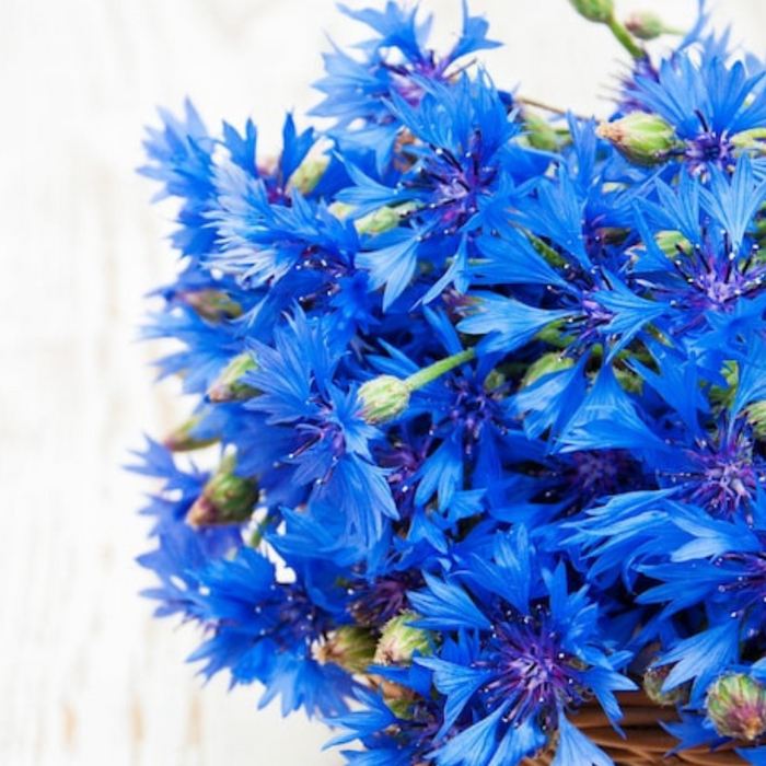 Bachelor's Button, Tall Blue Flower Seeds - Heirloom Seeds, Cornflower, Cut Flowers, Blue Flowers, Wildflower, Open Pollinated