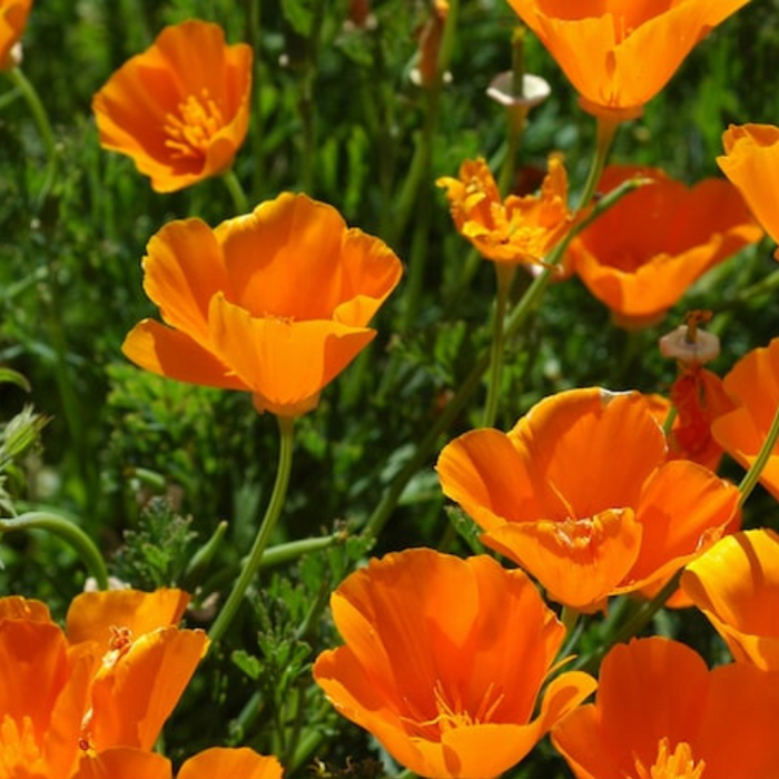 Orange Poppy Heirloom Seeds - Flower Seeds, Cool Weather Seeds, Flowers, Cool Season Flowers, Annual, California